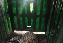 मोठ्या मांजरांचे पिंपरखेडला परतणे शिरूर ग्रामस्थांमध्ये भीतीचे वातावरण आहे