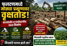 *फलटणमध्ये वनखात्याच्या जागेतील मोठ्या प्रमाणावरील वृक्षतोडीमुळे कायदेशीर व पर्यावरणीय प्रश्न निर्माण झाले आहे*
