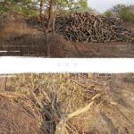 *फलटण वनपरिक्षेत्र कार्यालयाच्या परिसरात काही वर्षांपूर्वी लाखो रुपये खर्च करून देशी प्रजातीची झाडे लावण्यात आली होती परंतु ते झाडे कत्तल करण्यात आलेली आहे*