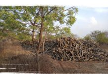 *फलटण वनपरिक्षेत्र कार्यालयाच्या परिसरात काही वर्षांपूर्वी लाखो रुपये खर्च करून देशी प्रजातीची झाडे लावण्यात आली होती परंतु ते झाडे कत्तल करण्यात आलेली आहे*