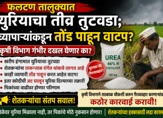 *फलटण तालुक्यात युरियाचा तीव्र तुटवडा; व्यापाऱ्यांकडून तोंड पाहून वाटप*? *कृषी विभाग गंभीर दखल घेणार का? शेतकऱ्यांचा संतप्त सवाल* *