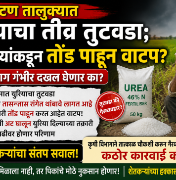 *फलटण तालुक्यात युरियाचा तीव्र तुटवडा; व्यापाऱ्यांकडून तोंड पाहून वाटप*? *कृषी विभाग गंभीर दखल घेणार का? शेतकऱ्यांचा संतप्त सवाल* *