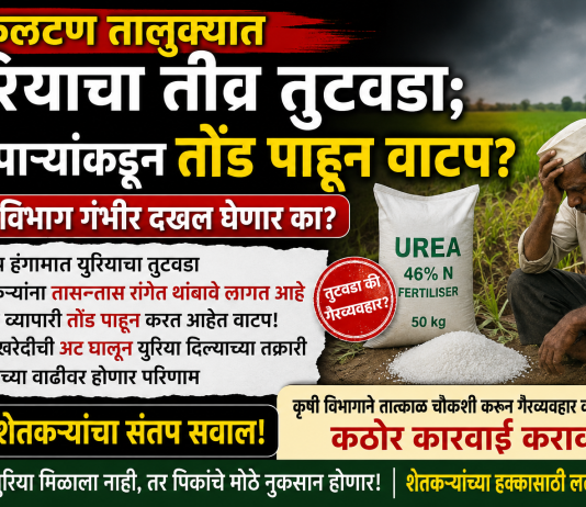 *फलटण तालुक्यात युरियाचा तीव्र तुटवडा; व्यापाऱ्यांकडून तोंड पाहून वाटप*? *कृषी विभाग गंभीर दखल घेणार का? शेतकऱ्यांचा संतप्त सवाल* *